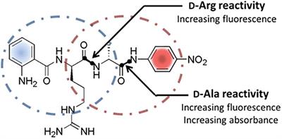 Application of a Dual Internally Quenched Fluorogenic Substrate in Screening for D-Arginine Specific Proteases